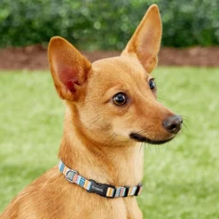 Frisco Patterned Polyester Dog Collar 10 Frisco Patterned Polyester Dog Collar -FRISCO Sales 137737 PT2. SY630 V1620515233