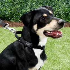 Frisco Solid Nylon Martingale Dog Collar with Buckle 11 Frisco Solid Nylon Martingale Dog Collar with Buckle -FRISCO Sales 139159 PT2. SY630 V1620069759