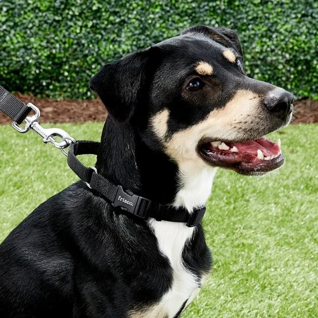 Frisco Solid Nylon Martingale Dog Collar with Buckle 5 Frisco Solid Nylon Martingale Dog Collar with Buckle - Image 3