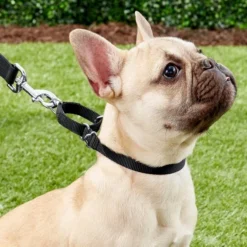 Frisco Solid Nylon Slip-On Martingale Dog Collar -FRISCO Sales 139163 PT2. SY630 V1620068832