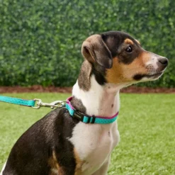 Frisco Patterned Nylon Dog Leash 8 Frisco Patterned Nylon Dog Leash -FRISCO Sales 140045 PT1. SY630 V1525790321