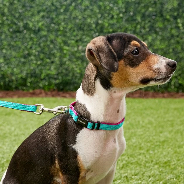 Frisco Patterned Nylon Dog Leash 4 Frisco Patterned Nylon Dog Leash - Image 2