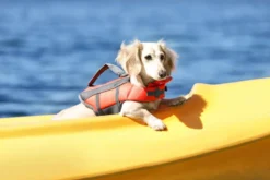 Frisco Ripstop Dog Life Jacket -FRISCO Sales 140916 PT7. SY630 V1631063778