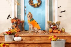 Frisco Pumpkin Dog & Cat Costume -FRISCO Sales 144441 PT3. SY630 V1567175133
