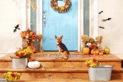 Frisco Vampire Cape Dog & Cat Costume -FRISCO Sales 144487 PT3. SY630 V1567175264