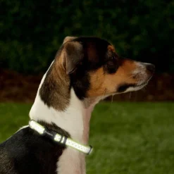 Frisco Patterned Polyester Reflective Dog Collar -FRISCO Sales 151018 PT2. SY630 V1620167610