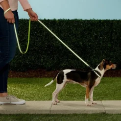 Frisco Patterned Nylon Reflective Dog Leash 12 Frisco Patterned Nylon Reflective Dog Leash -FRISCO Sales 151035 PT4. SY630 V1628029029