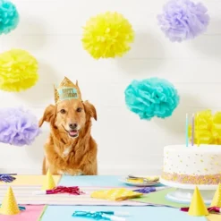 Frisco Happy Birthday Dog & Cat Crown -FRISCO Sales 153665 PT5. SY630 V1551231039