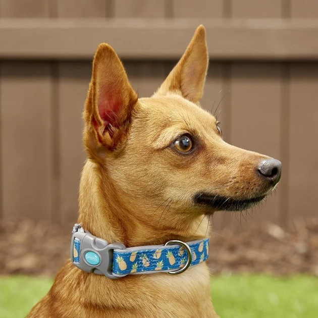 Frisco Patterned Neoprene Dog Collar 5 Frisco Patterned Neoprene Dog Collar - Image 3