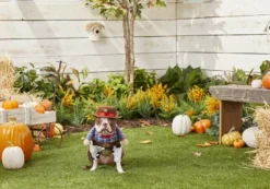 Frisco Front Walking Cowboy Dog & Cat Costume -FRISCO Sales 158837 PT3. SY630 V1567176011