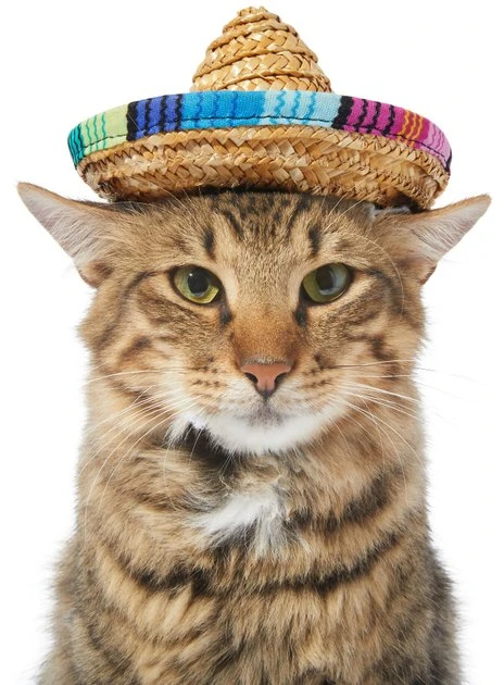 Frisco Dog & Cat Sombrero Hat 3 Frisco Dog & Cat Sombrero Hat