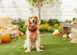 Frisco Jack O' Lantern Pumpkin Dog & Cat Hoodie -FRISCO Sales 158886 PT3. SY630 V1637719642