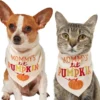 Frisco Mommy's Lil Pumpkin Dog & Cat Bandana -FRISCO Sales 158936 MAIN. SY630 V1633068697