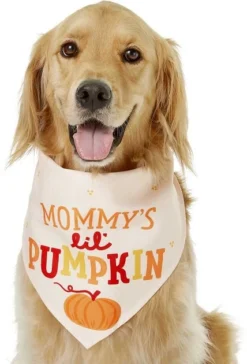 Frisco Mommy's Lil Pumpkin Dog & Cat Bandana -FRISCO Sales 158936 PT3. SY630 V1633078003