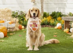 Frisco Mommy's Lil Pumpkin Dog & Cat Bandana -FRISCO Sales 158936 PT4. SY630 V1633064807