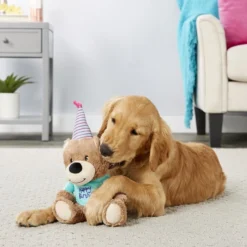 Frisco Plush Birthday Bear with Striped Hat Dog Toy -FRISCO Sales 162836 PT2. SY630 V1565379430