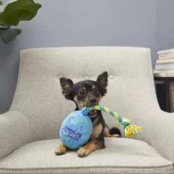 Frisco Birthday Balloon Dog Toy -FRISCO Sales 177805 PT2. SY630 V1573492815