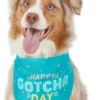 Frisco Happy Gotcha Day Dog & Cat Bandana -FRISCO Sales 191247 MAIN. SY630 V1633084319
