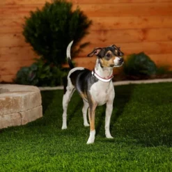 Frisco Solid Polyester Reflective Dog Collar -FRISCO Sales 212775 PT5. SY630 V1628877724