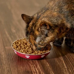 Frisco Heavy Duty Non-Skid Saucer Cat Bowl, Red Paw -FRISCO Sales 213423 PT6. SY630 V1599082004