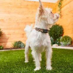 Frisco Leopard Print Polyester Dog Collar -FRISCO Sales 213742 PT3. SY630 V1583359980