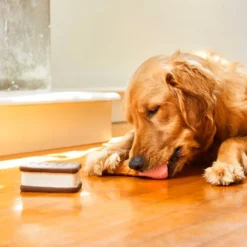 Frisco Ice Cream Sandwich & Ice Cream Cone Latex Dog Toy, 2-pack -FRISCO Sales 213840 PT8. SY630 V1600488499