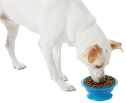 Frisco Plastic Suction Bowl, Blue, 3 Cups 16 Frisco Plastic Suction Bowl, Blue, 3 Cups -FRISCO Sales 216037 PT6. SY630 V1605662823