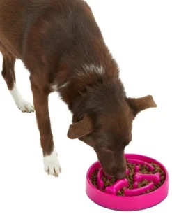 Frisco Bone Shaped Ridges Slow Feed Bowl, 3 Cups -FRISCO Sales 216040 PT6. SY630 V1605656524