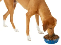 Frisco Chevron Design Glass Bowl with Silicone Sleeve, 4.25 Cups -FRISCO Sales 216049 PT6. SY630 V1605654757