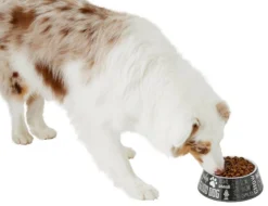 Frisco Doggie Melamine Bowl, 3 Cup 14 Frisco Doggie Melamine Bowl, 3 Cup -FRISCO Sales 216062 PT6. SY630 V1605663429