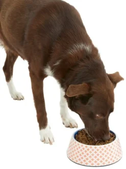 Frisco Southwest Melamine Bowl, 3 Cup 14 Frisco Southwest Melamine Bowl, 3 Cup -FRISCO Sales 216064 PT6. SY630 V1605652321