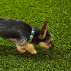 Frisco Tie Dye Swirl Polyester Dog Collar -FRISCO Sales 218240 PT4. SY630 V1597600254