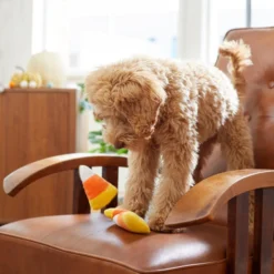 Frisco Halloween Candy Corn Plush Squeaky Dog Toy, 3 count -FRISCO Sales 218619 PT6. SY630 V1597599676