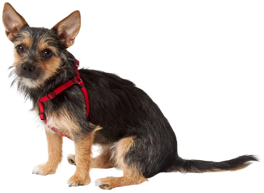 Frisco Nylon Step In Back Clip Dog Harness 5 Frisco Nylon Step In Back Clip Dog Harness - Image 3