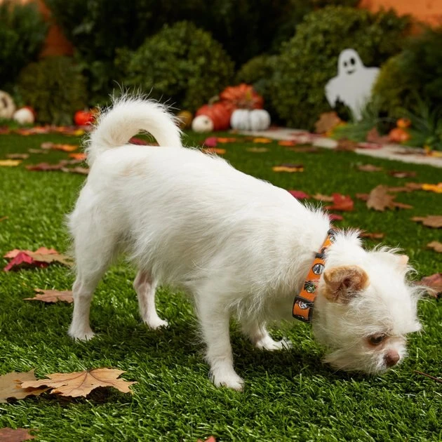 Frisco Monster Bash Polyester Dog Collar 6 Frisco Monster Bash Polyester Dog Collar - Image 4
