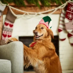 Frisco Holiday Elf Dog & Cat Hat -FRISCO Sales 228841 PT7. SY630 V1601301412