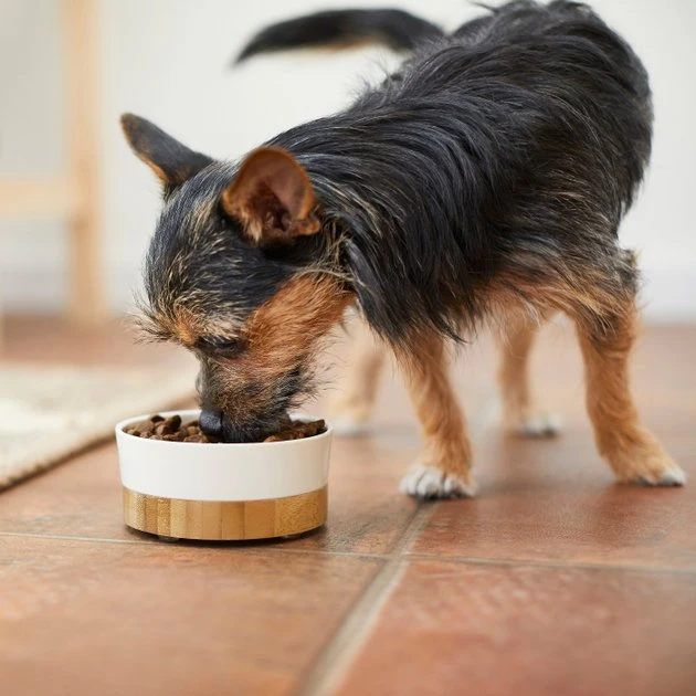 Frisco Melamine Dog & Small Pet Bowl with Bamboo Base 4 Frisco Melamine Dog & Small Pet Bowl with Bamboo Base - Image 3