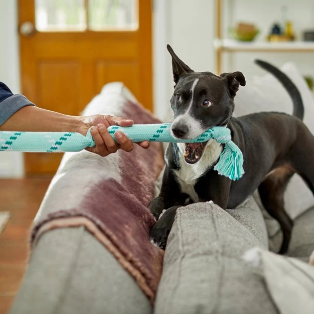 Frisco Double Fun Rope Squeaky Crinkle Dog Toy, Light Blue 5 Frisco Double Fun Rope Squeaky Crinkle Dog Toy, Light Blue - Image 3