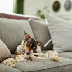 Frisco Double Knot Cotton Rope Dog Toy, 2 count -FRISCO Sales 242155 PT2. SY630 V1605208728