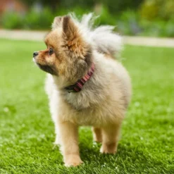 Frisco Red Boho Dog Collar 9 Frisco Red Boho Dog Collar -FRISCO Sales 247035 PT3. SY630 V1606863749