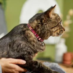 Frisco Red Boho Cat Collar -FRISCO Sales 247054 PT4. SY630 V1606870053