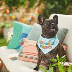 Frisco Birthday Prince Dog & Cat Bandana -FRISCO Sales 248694 PT7. SY630 V1614031677