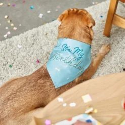 Frisco It's My Birthday Dog & Cat Bandana, Blue 13 Frisco It's My Birthday Dog & Cat Bandana, Blue -FRISCO Sales 248696 PT7. SY630 V1613586102