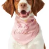 Frisco It's My Birthday Dog & Cat Bandana, Pink