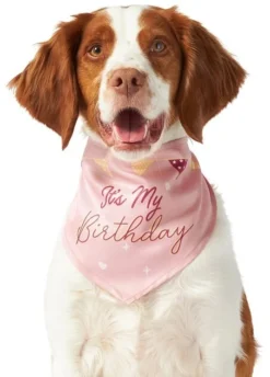 Frisco It's My Birthday Dog & Cat Bandana, Pink