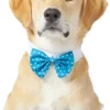Frisco Polka Dot Dog & Cat Bow Tie, Teal -FRISCO Sales 248715 MAIN. SY630 V1613766396