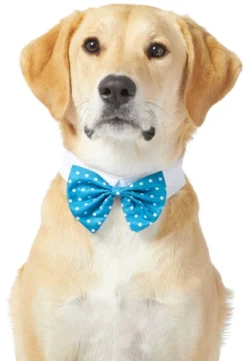 Frisco Polka Dot Dog & Cat Bow Tie, Teal