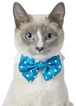 Frisco Polka Dot Dog & Cat Bow Tie, Teal -FRISCO Sales 248715 PT2. SY630 V1613767316