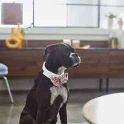 Frisco Plaid Dog & Cat Bow Tie, Orange & Blue -FRISCO Sales 248723 PT7. SY630 V1614362532