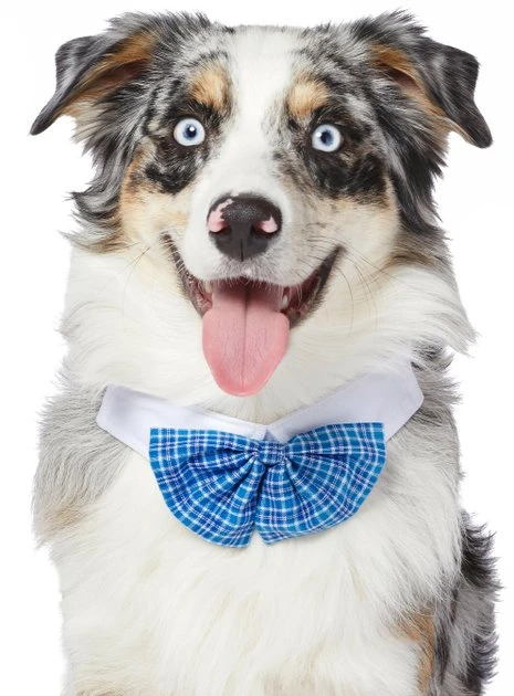 Frisco Plaid Dog & Cat Bow Tie, Blue 3 Frisco Plaid Dog & Cat Bow Tie, Blue